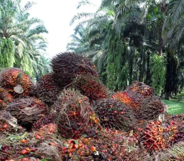 oil palm plantation